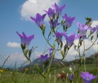 25. Zelengora
